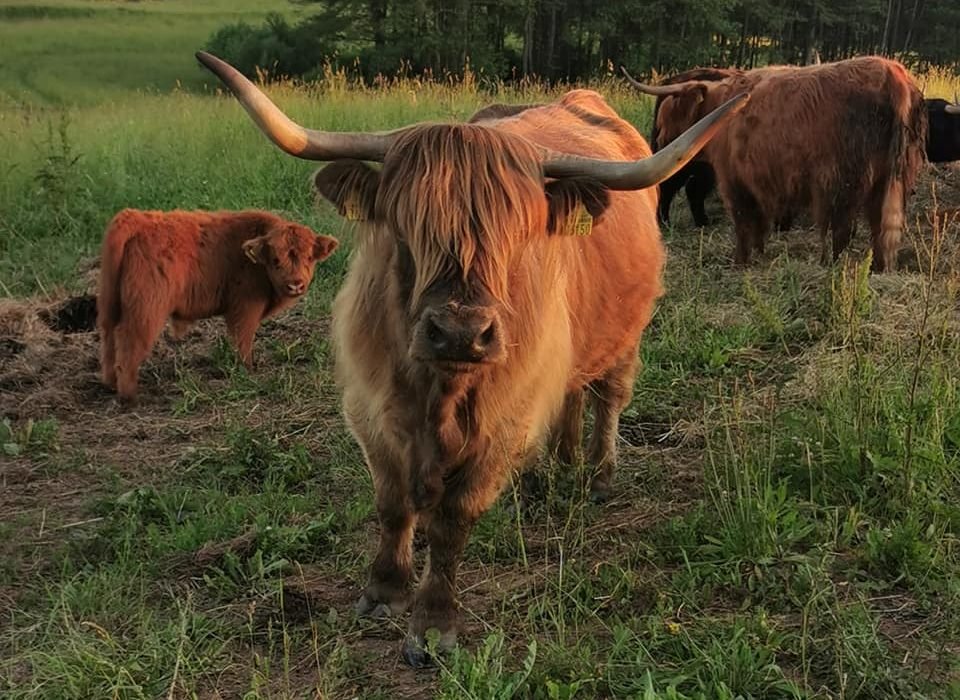 Apie žalią jautieną ir nuostabiausias Lietuvos pievas bei mėsą, kurios reikia daugiau